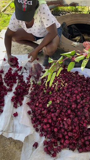 Fresh cut Sorrel 🇯🇲💯 my favorite | Jamaica Uncut