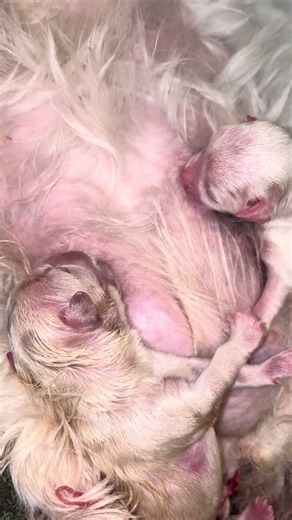 First 2 Maltese puppies sucking within 15 minutes of birth #maltesepuppies