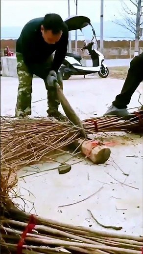 The cutting process of saplings - good tools can do more with less