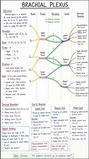 Brachial plexus Anatomy 🩸#anatomy #mbbs#brachialplexus #brachialplexusinjury