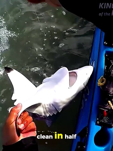 Something Bit a Shark in Half... Then It Took the Bait!? The Ocean's Real Apex Predator!