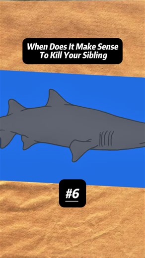Sand Tiger Shark Siblings Fight to the Death in the Uterus