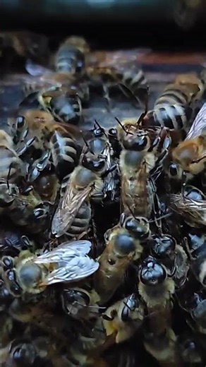 bee sounds