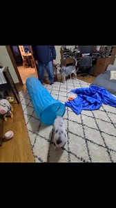 Peppa playing | Polly the Performing Princess Pig