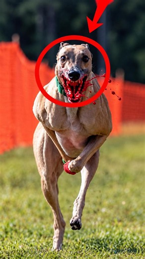 This Dog Is Faster Than Your Car! 🐕💨