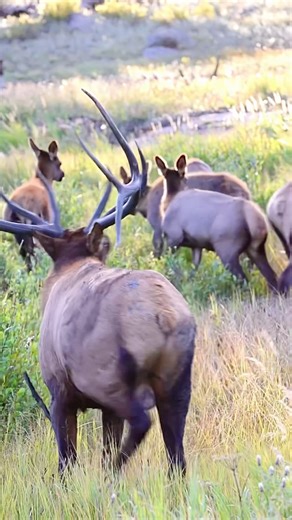 Bull Elk Charges After His Cows During the Rut in Rocky Mountain National Park 🏞️