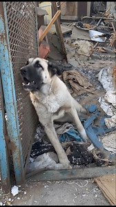 Sunko was starved, poisoned, and left with broken legs after eating a chicken out of desperation. But against all odds, this brave dog is fighting back — thanks to the love and care he was never given before.... 👉 Read the full story in the comments ⬇️ | Pawsitive Pooch Love