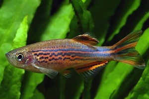 Orange Finned Danio - Danio kyathit Fish Profile & Care Guide