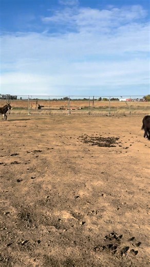 I thought I would post the short stack ranch donation, wishlist! Remember, we are a 501(c)(3) and you can write this off if you have items. *Hot Walker *Lightweight horse trailer *Metal siding that is in good condition *Any type of fencing or Gates *Donation of cash to go towards food grain and vet bills :-) *play structures for goat playground Please- If you enjoy our videos please let us know!!! Like, comment, share /please. We love hearing from you! What do you think of these cuties? Do you h