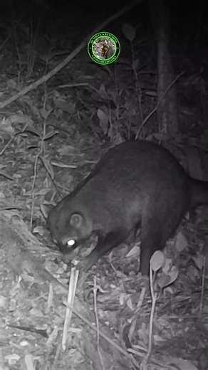 MÃO PELADA E UM ANIMAL SOLITÁRIO E NOTURNO #guaxinim #animal #bichos #mãopelada #silvestre #short