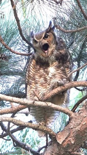 Great Horned owl expelling a pellet. #wildlife #birdsofprey #nature #greathornedowl #naturelovers