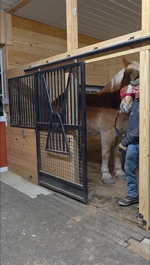 The Safest Way to Work with Big Horses in Stock
