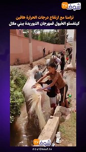 16K views · 56 reactions | تزامنا مع ارتفاع درجات الحرارة هافين كيتغسلو الخيول فمهرجان التبوريدة ببني ملال | Chouf TV En Direct | Facebook