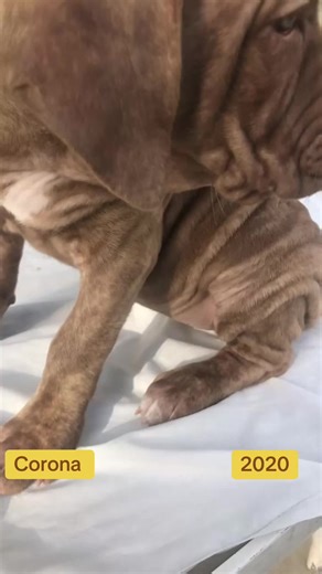 SHOW BUZZ (@tricitycanecorsos)’s videos with Bad Bitch - Lil Boosie & Webbie