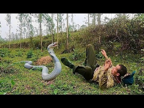 The terrifying moment a man was attacked by a ferocious king cobra while mowing grass on a hill.