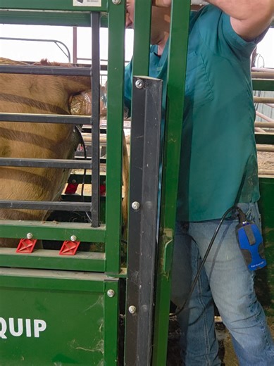 We preg checked a few momma cows and got the sale bull and sale heifer ready for this year's Louisiana Beefmaster Breeders Association Sale on April 4th in Alexandria, Louisiana. Big thanks to our awesome vet and fellow cattlemen that always help us get ready! #farming #agriculture #cows #fyp #ranching