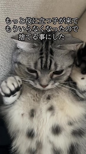 めっちゃ便利です #もしぬこ @moshinuko #PR #miruto #全自動スマートトイレ #猫トイレ @mirutoオンラインストア