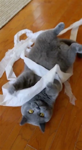 😂 Cat vs Toilet Paper – Ultimate Bathroom Battle! #cat #funny #catvideo #cute #funnyvideo
