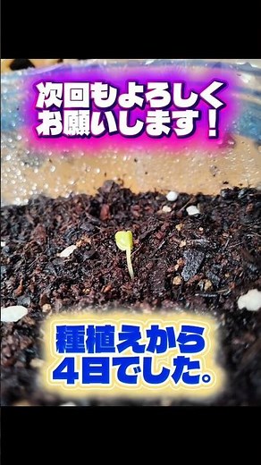 【はつか大根日記②】種まきから4日で発芽しました🌱ジップロック栽培