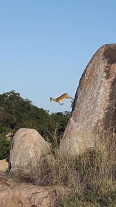 Rock jumper 🪨 The klipspringer derived its name from its ability to jump from rock to rock, its preferred habitat bring rocky outcrops. Its delicate-looking feet are specially adapted for traction on this granite substrate. Translated from Afrikaans, klipspringer literally means “rock jumper”. 🎥 by ranger @jaco_wildlife 📍@malamalagamereserve #GottaLoveSA #MalaMalaGameReserve #Wildlife #klipspringer | GottaLoveSA