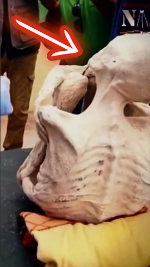 The Nazca Alien Mummies (Part 3)