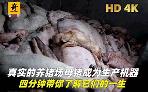 纪录片解说，真实的养猪场里母猪成为了生产机器，四分钟带你了解它们的一生