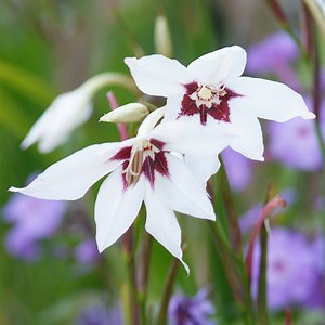 Peacock Orchid, Gladiolus murielae | American Meadows