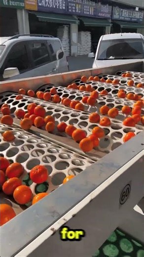 Automatic Orange Sorting Machine Categorizes Fruit by Size Efficiently