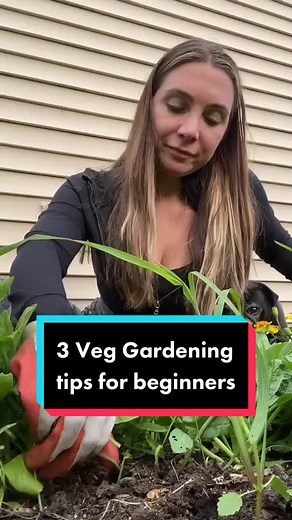 3 Tips for Beginners to Start Growing Vegetables