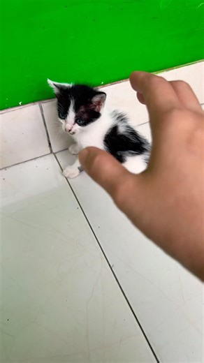 Funny frogs and cats Catching | Wep wep catchingfrogs funny | boing catch frogs make youlaugh