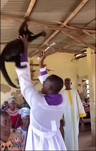 They should just leave the innocent cat alone | Brian ‎