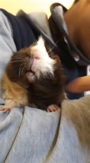 No se burlen #papa #cobaya #trend #baile #ia