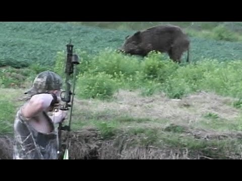 First Hog Spear plus Multiple Hog Drops, Chronicle 35