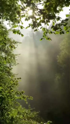 Calm 🌲 #breathe #nature #calm #relaxing #forest #meditation #peaceful #ambient #relaxingshorts