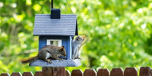 15 squirrel-proof bird feeders for your garden