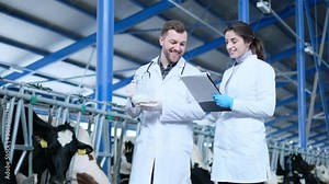 Veterinarians at cowshed at a farm checking cows and doing researches