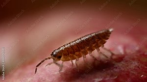 Bug on Red Blurry Background Closeup Macro Shot. Woodlouse, Oniscidea.