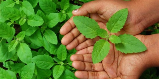 Expert Shares The Best Way Of Consuming Tulsi Leaves