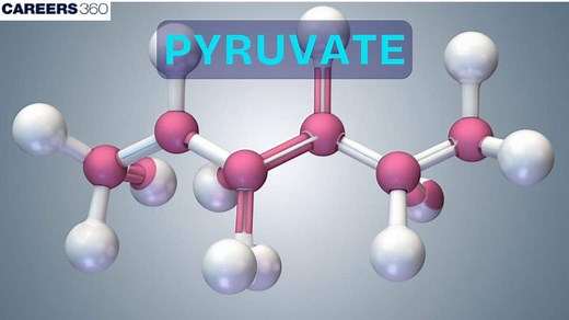 Pyruvate: Formula, Synthesis, Oxidation, Carboxylation: Definition, Structure & Uses