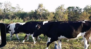 Cows removed from Fla. Turnpike exit in NW Miami-Dade - WSVN 7News | Miami News, Weather, Sports | Fort Lauderdale
