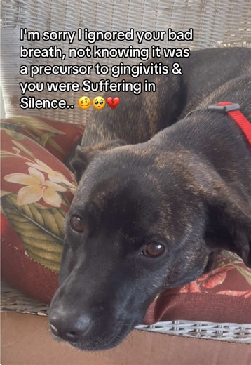 After decades of pet sitting I thought dog breath was a regular thing… but my holistic vet explained after we rescued that it’s NOT, and prevention is key. Here’s what she recommended (and our picky fur baby LOVES it!) #tiktokshopblackfriday #tiktokshopcybermonday #tiktokshopholidayhaul #dogcare #doghealth