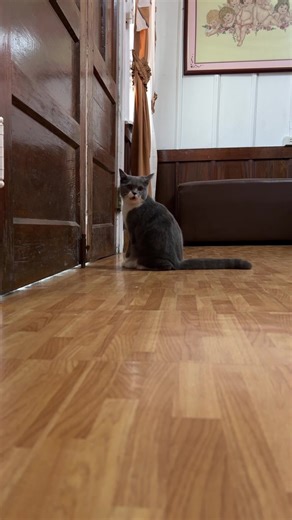 Clingy Cat Prank Videos: Yuna Gets Surprised by Pranks