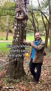 207K views · 7.3K reactions | #Shrek Birch polypore is said to have many healing properties. Many use it as a natural plaster to dress wounds. When foraging, only take the bare minimum and leave the rest for nature and wildlife. Finally, I’m obviously not a doctor, im a gardener, so if you have a medical condition you are concerned about please consilt a professional. #foraging #birchtrees #birchpolypore | Simon Akeroyd Garden Writer | Facebook