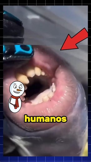 If you see this fish, don't kiss it, be careful 😱🐟 #animal #shorts