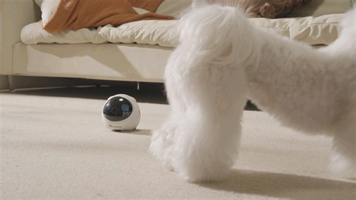 毛孩子和机器人在家的日子。ENOR E1上市准备中啦。#宠物 #机器人