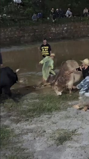 Traditional Cow Fighting Festival – Full Video!" #bull #strongbull #farmanimals #cow #bull#bullrace