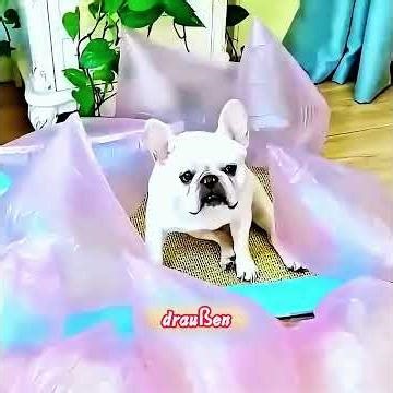 Ein kleiner Hund, der gerne furzt.