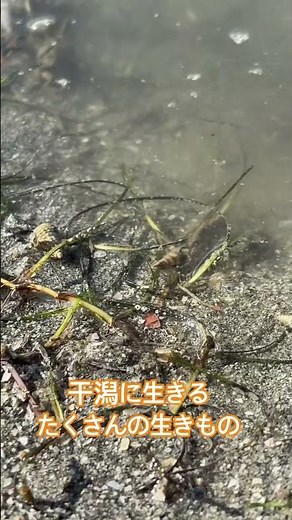 【瀬戸内海の離島 百島】干潟に生きる小さな生きもの #ヤドカリ