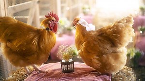 It's Valentine's Day weekend and love is certainly in the air at Moss Mountain Farm. This week on Garden Style, you'll see one of our most high profile weddings yet! ;) pallensmith.com/watch | P. Allen Smith