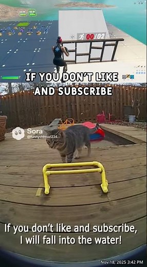 Cat does crazy obstacle course and you wont expect what happens next!